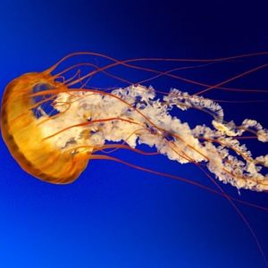 Meet your Posher, Lolita